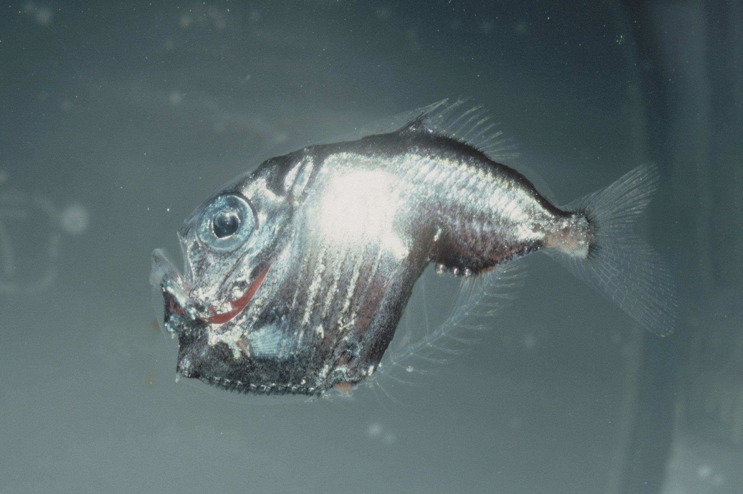 Deep-Sea_Hatchetfish