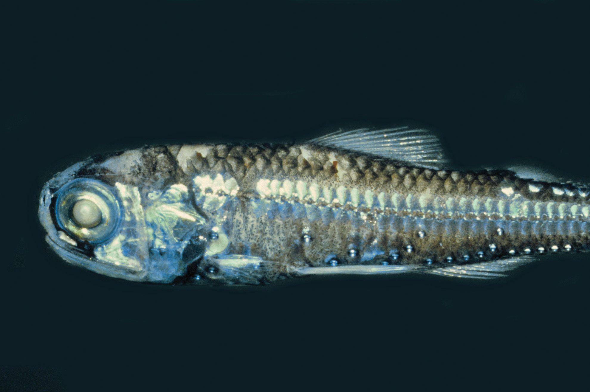 Deep-Sea_Lanternfish