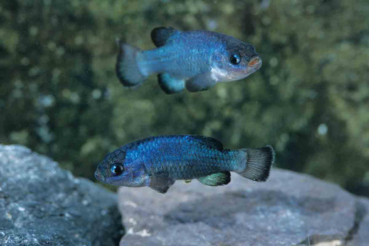 Devils_Hole_Pupfish