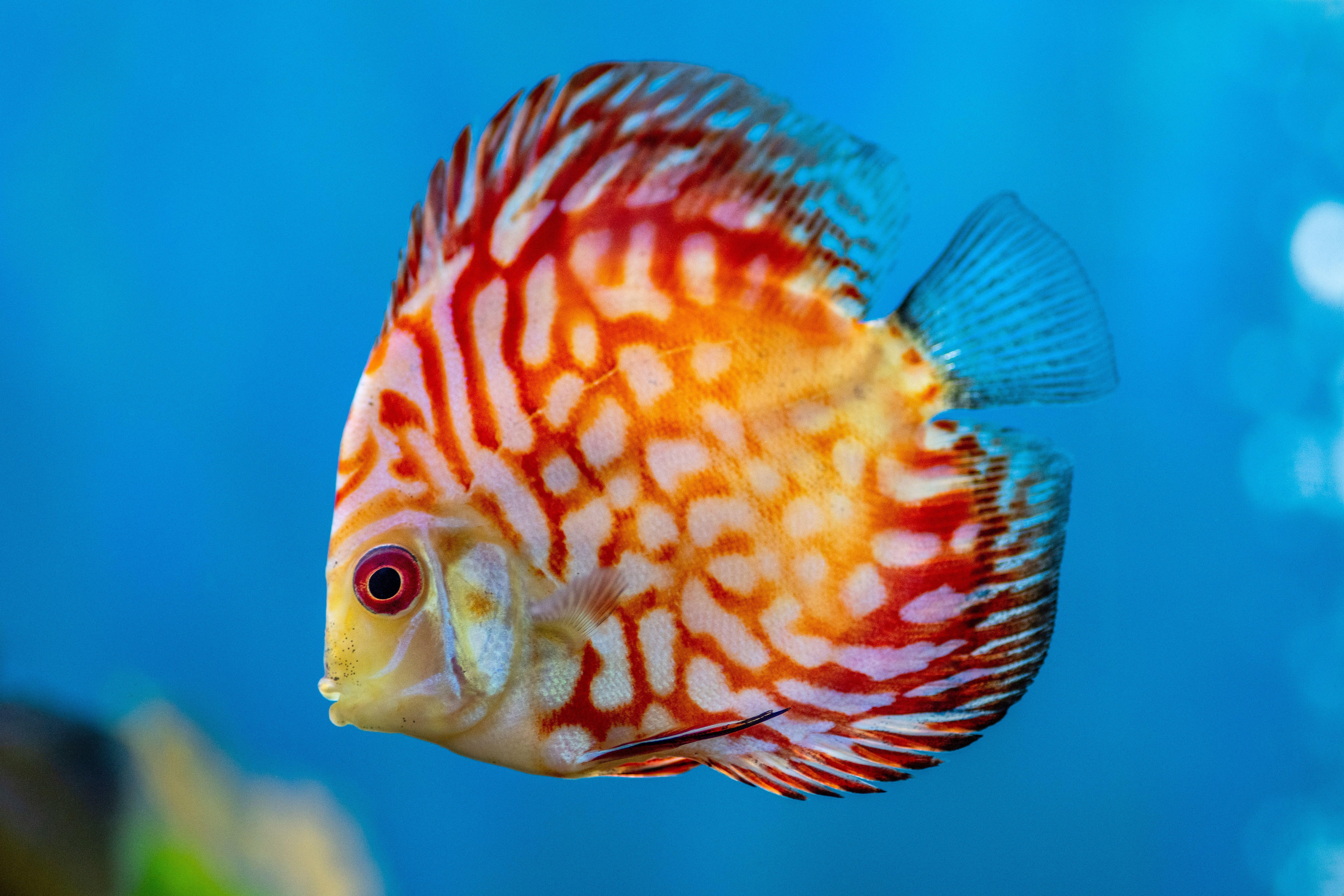 Discus_Fish