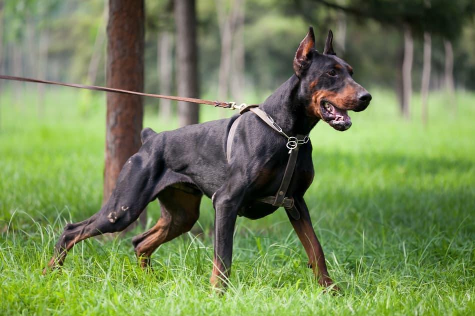 Doberman_Pinscher