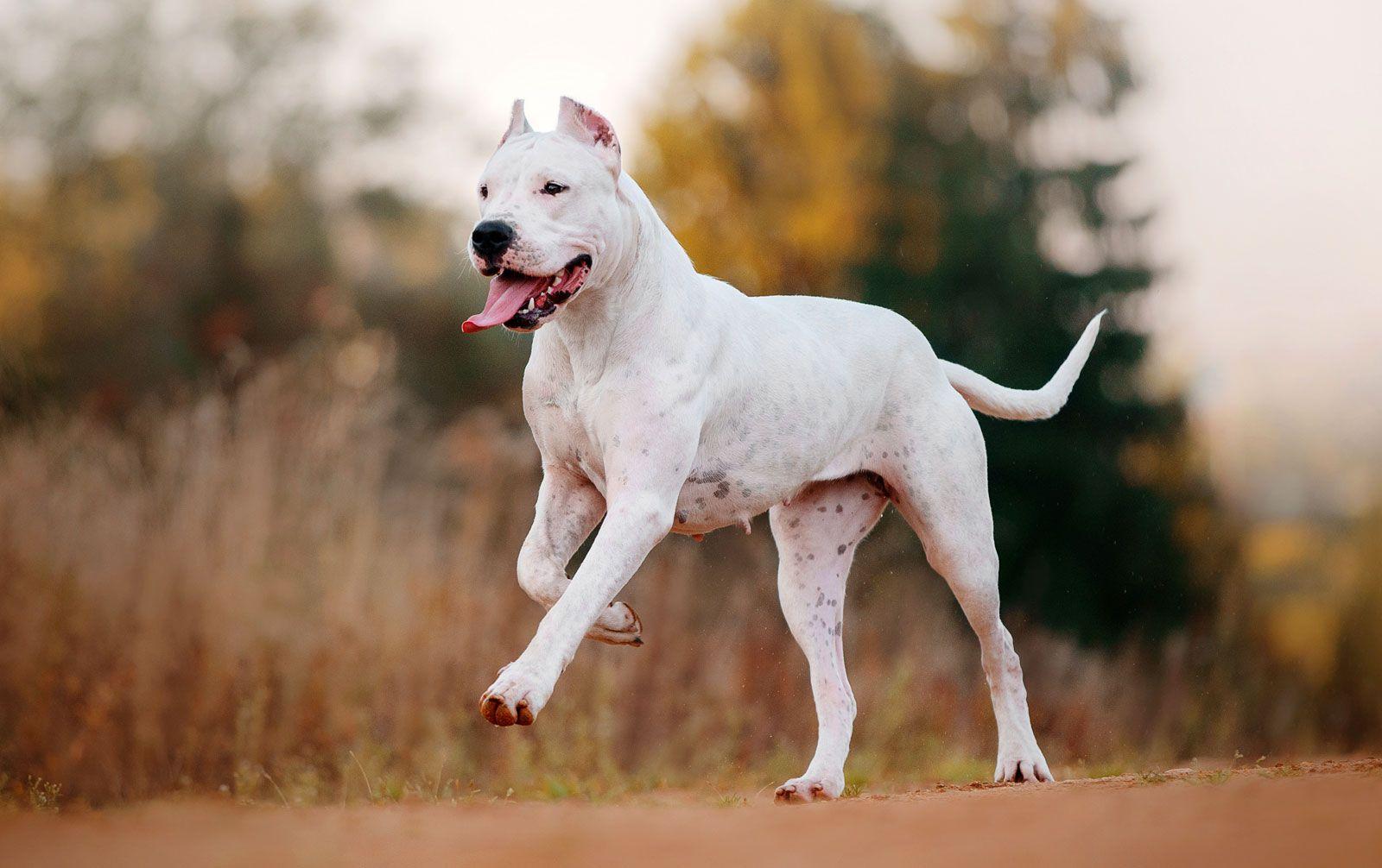 Dogo_Argentino