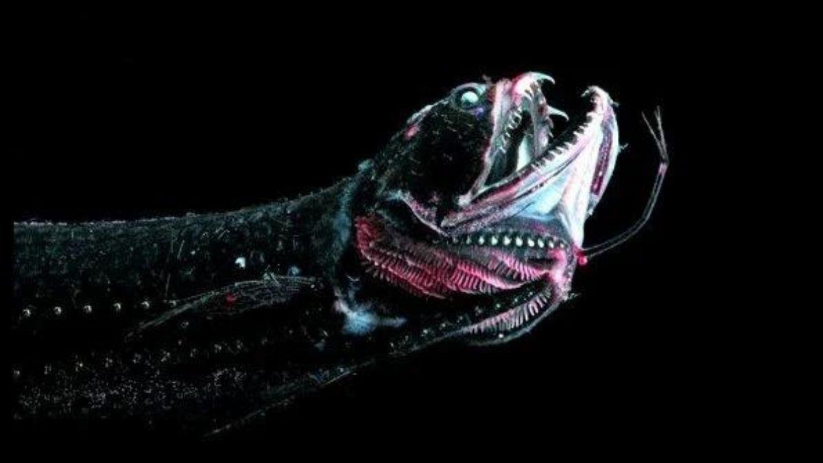 Dragonfish