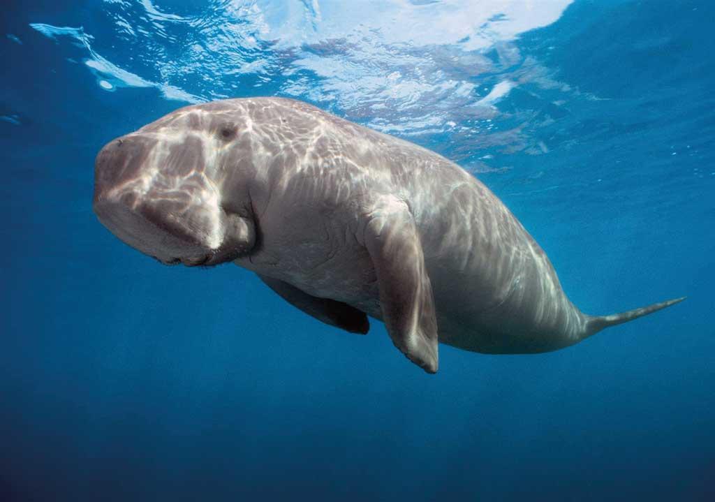 Dugong