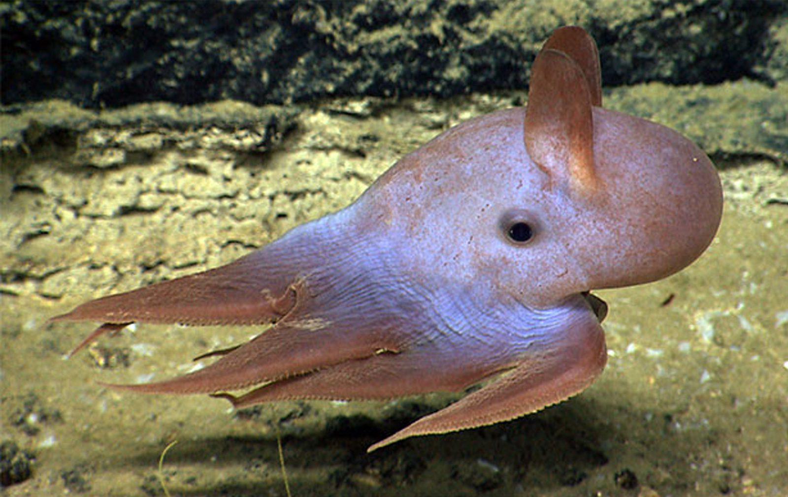 Dumbo_Octopus