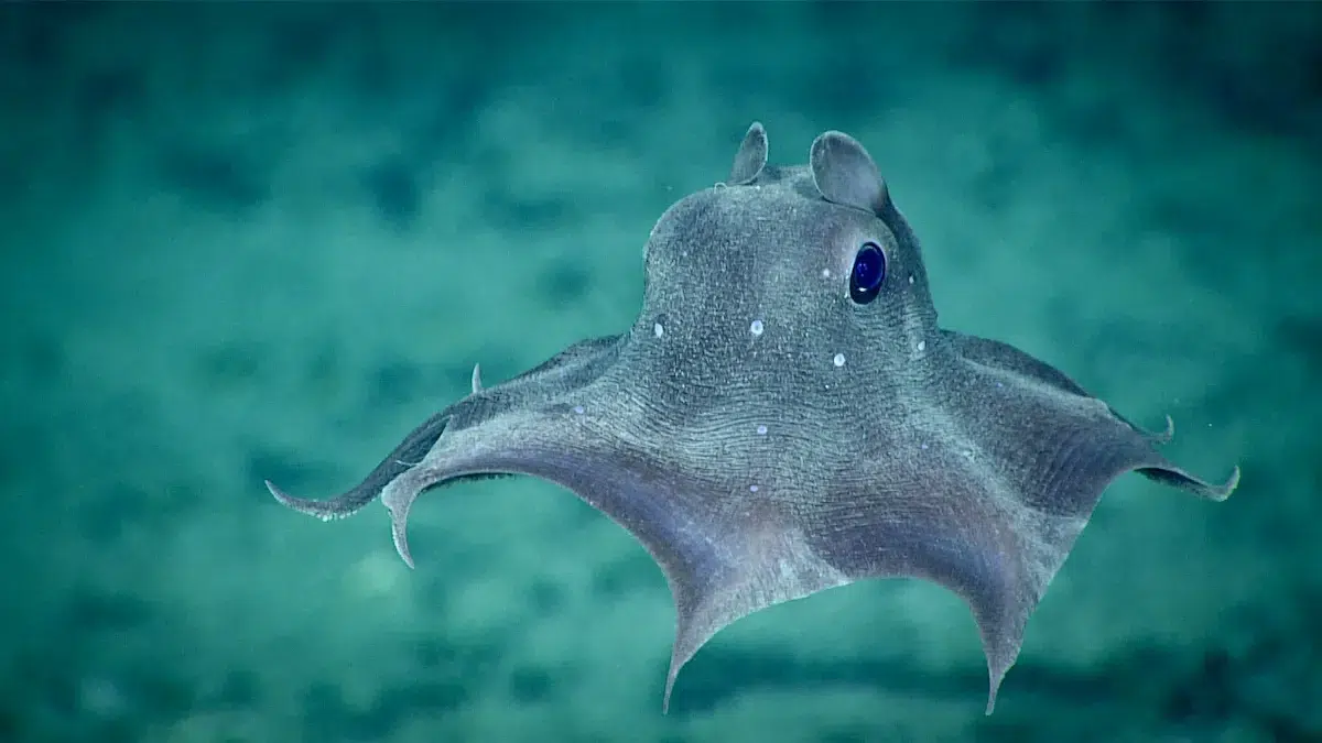 Dumbo_Octopus