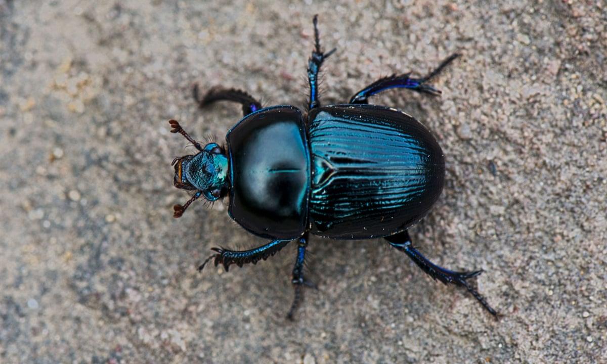 Dung_Beetle