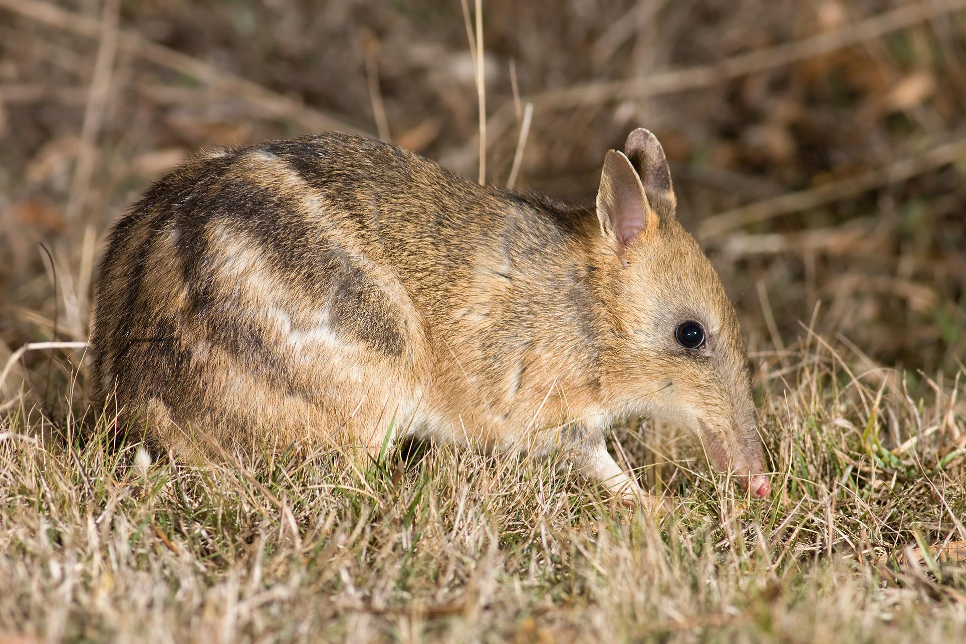 Eastern_Barred_Bandicoot