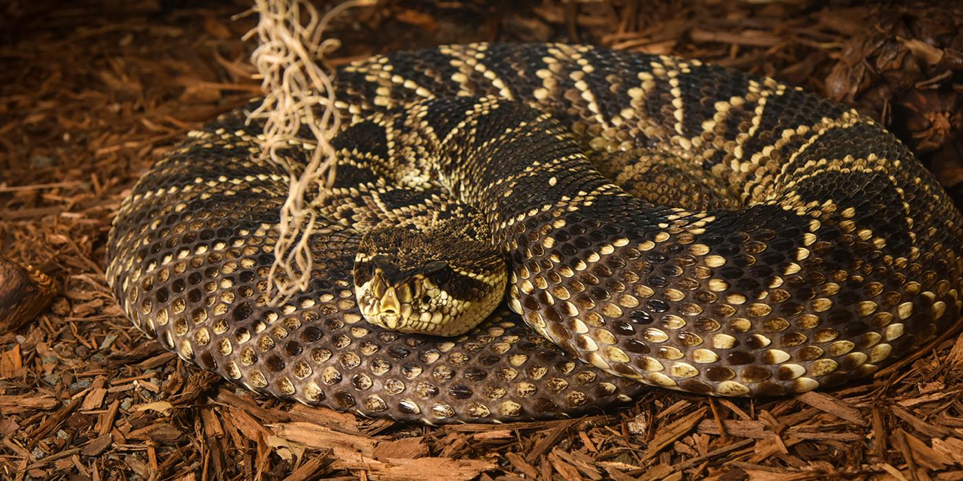 Eastern_Diamondback_Rattlesnake