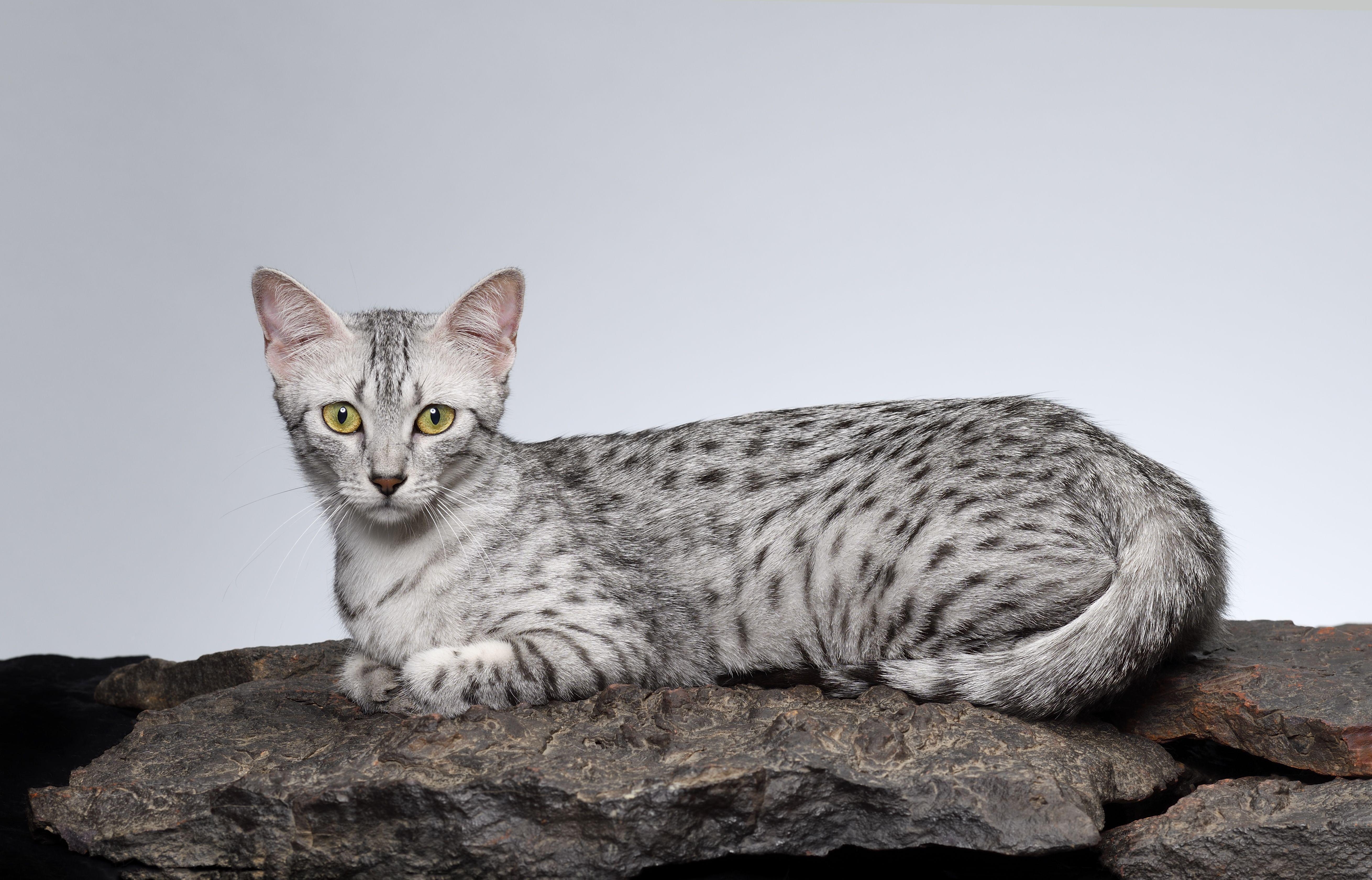 Egyptian_Mau