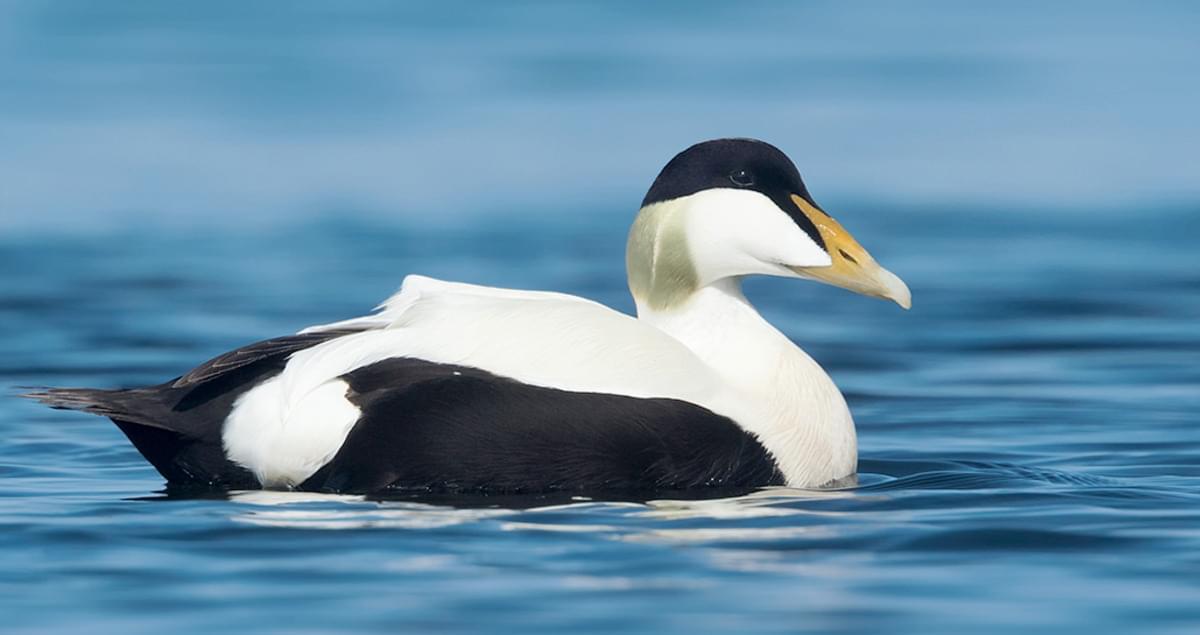 Eider_Duck