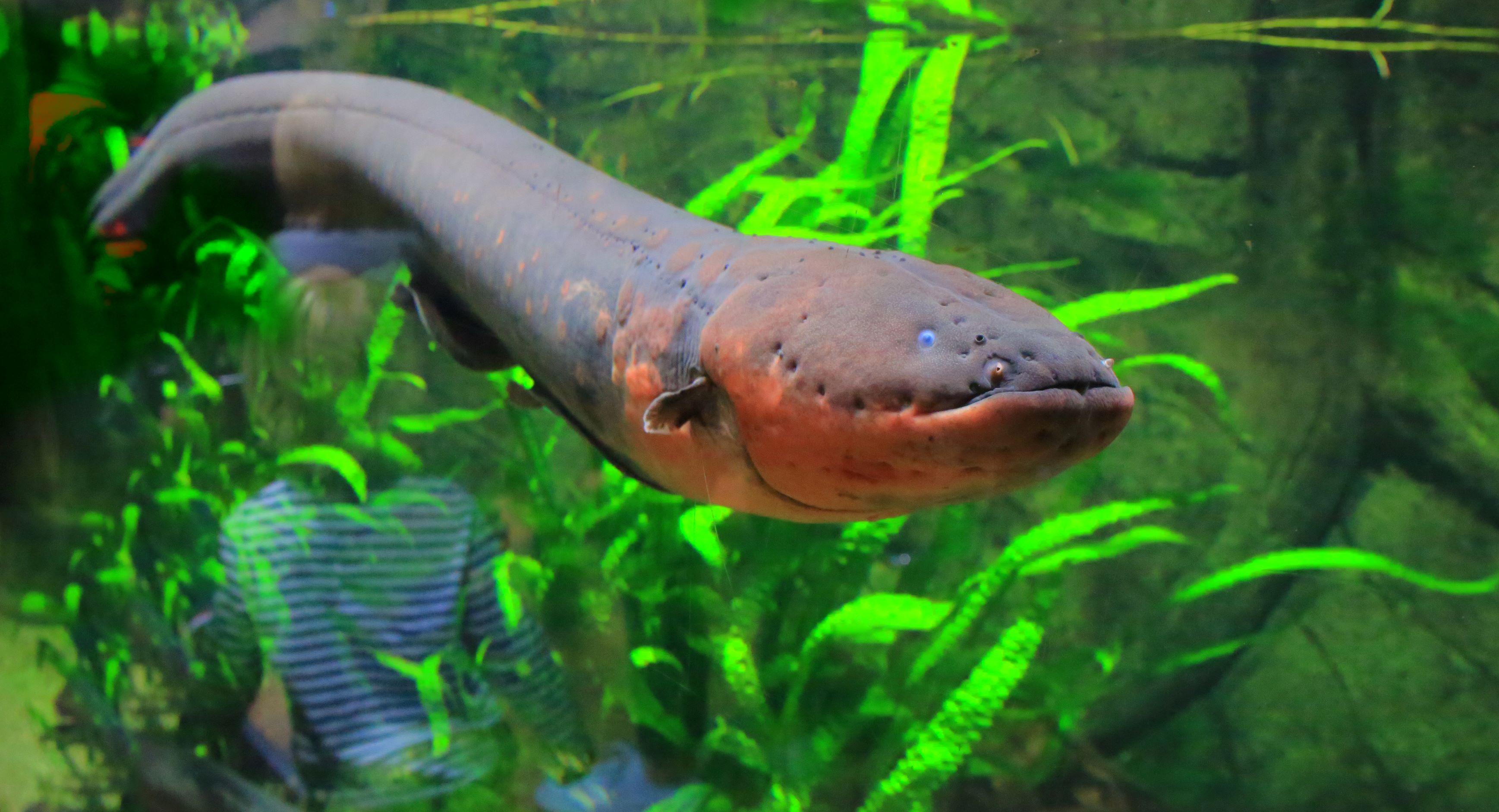 Electric_Eel