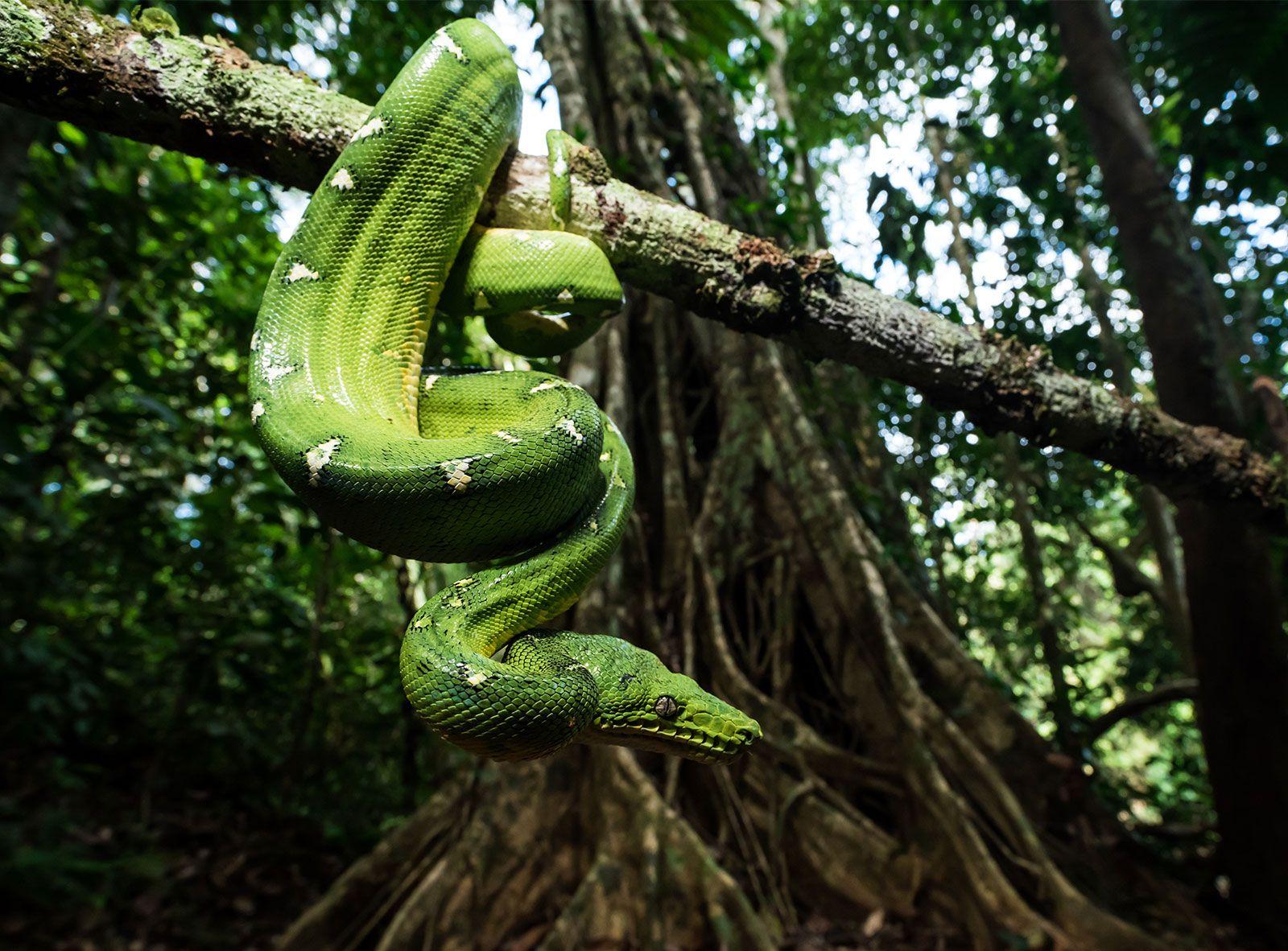 Emerald_Tree_Boa