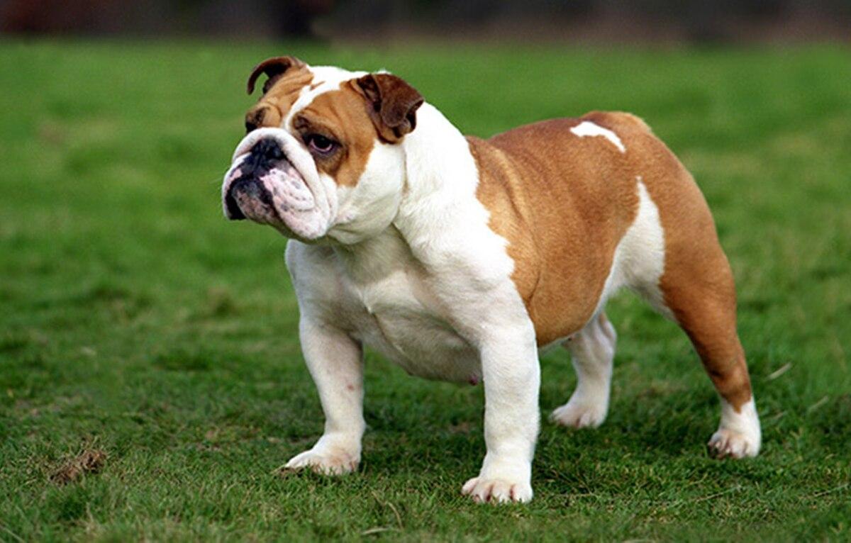 English_Bulldog