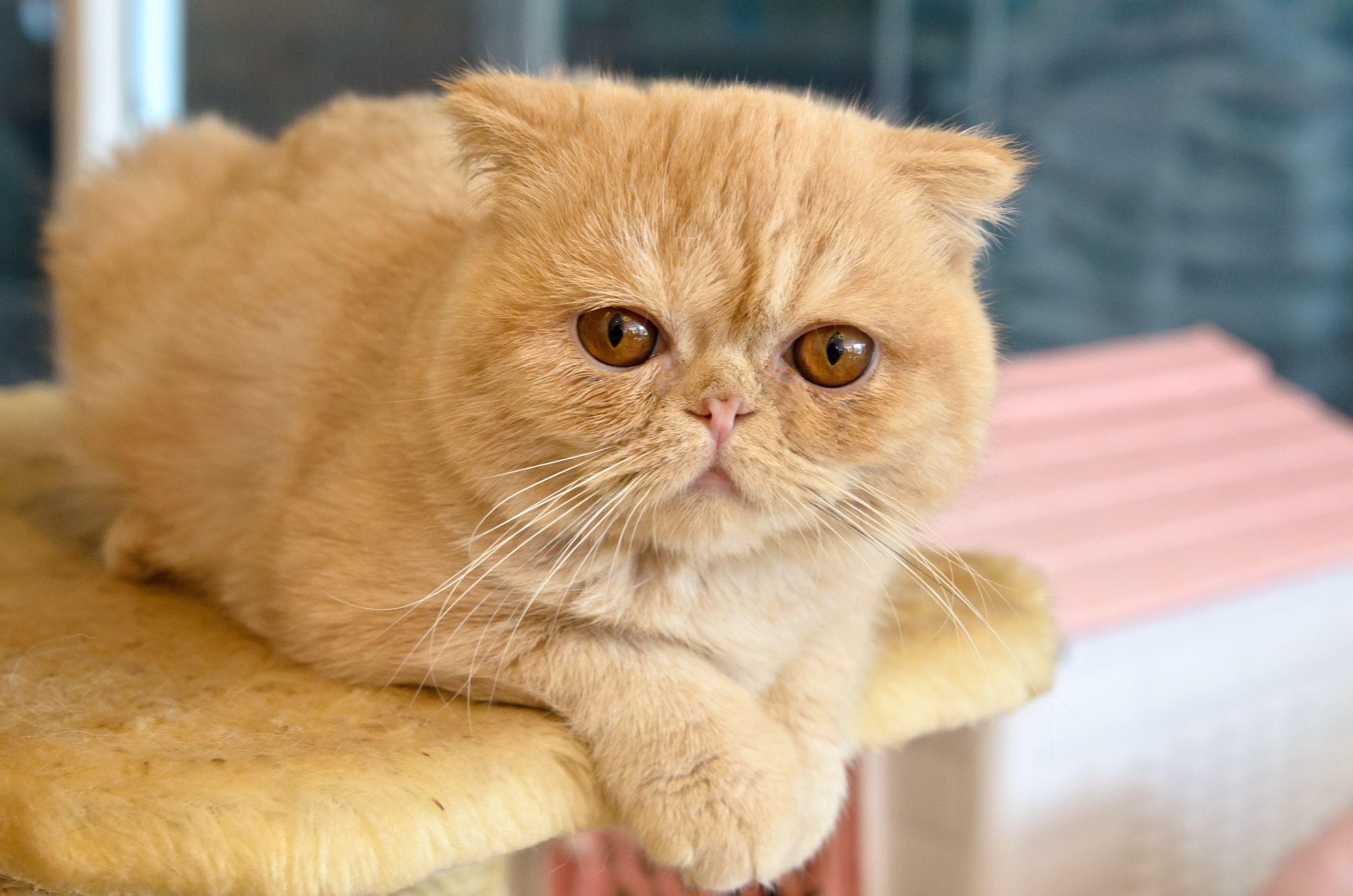 Exotic_Shorthair