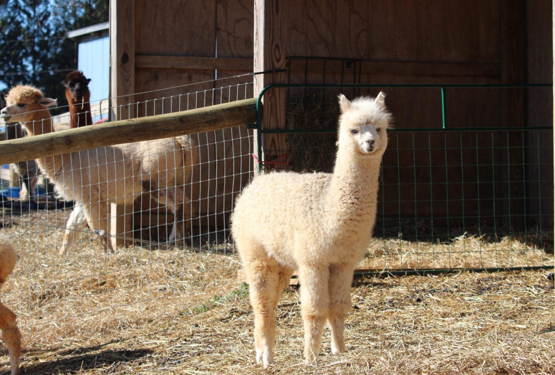 Farm_animals_Alpaca