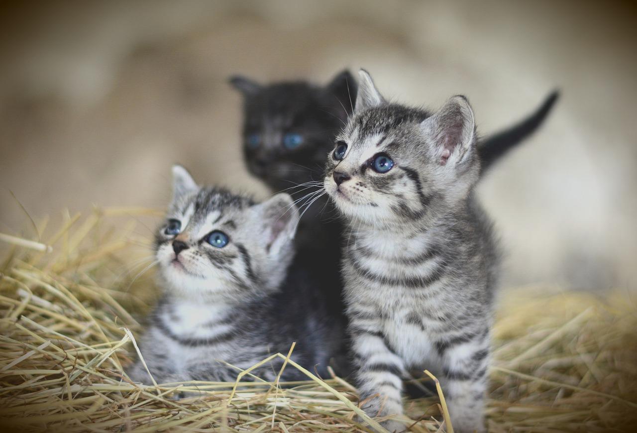 Farm_animals_Barn_Cat