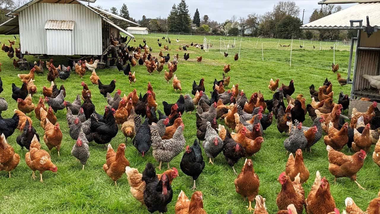 Farm_animals_Chicken