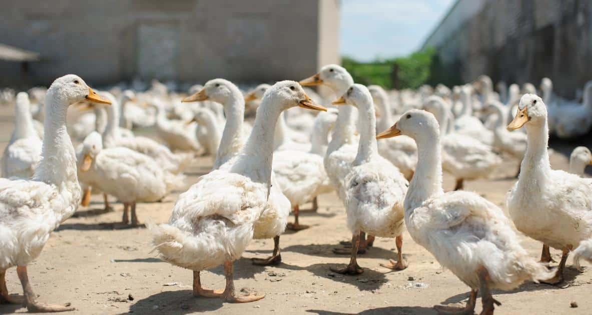 Farm_animals_Duck