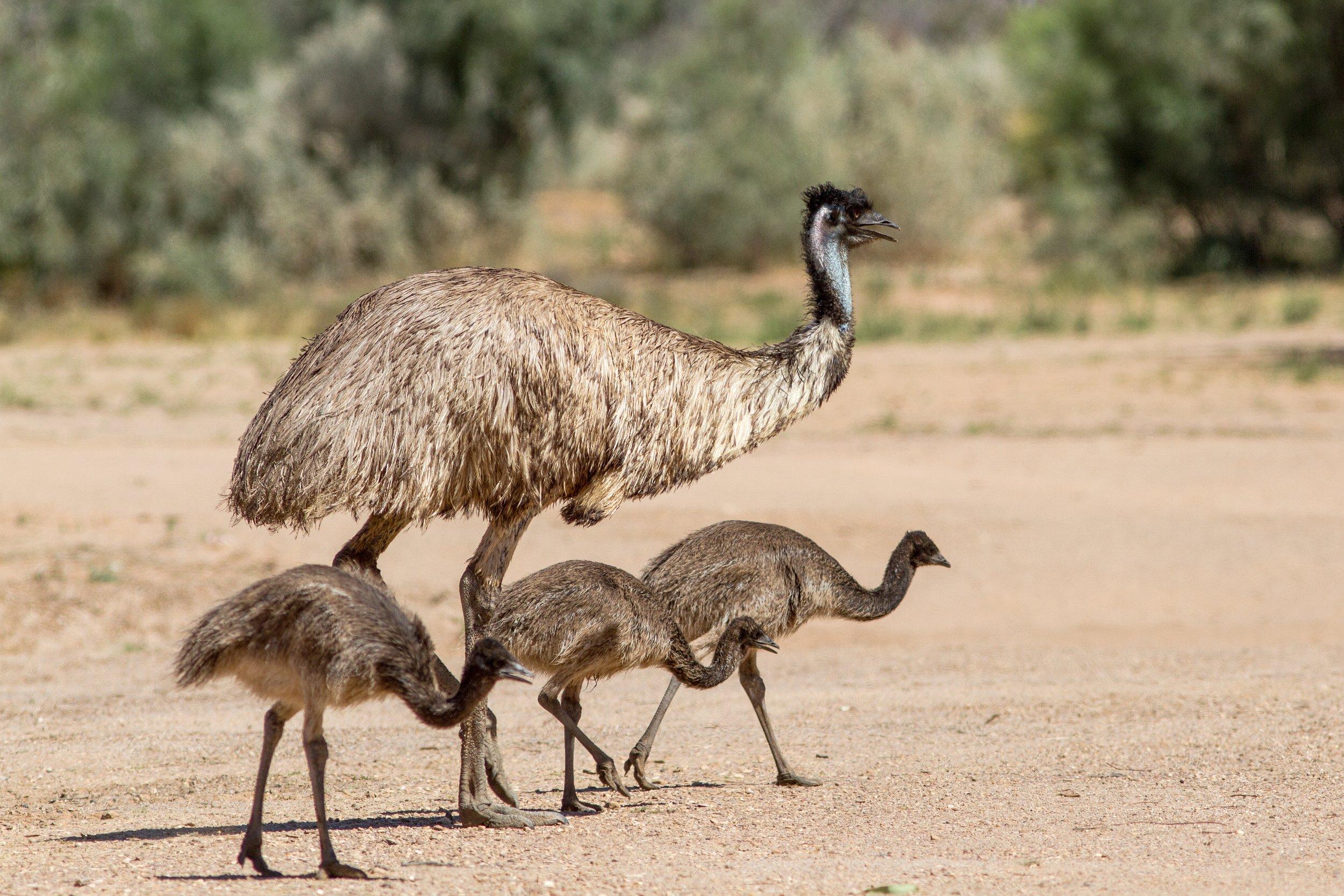 Farm_animals_Emu