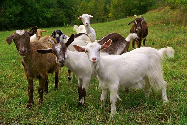 Farm_animals_Goat