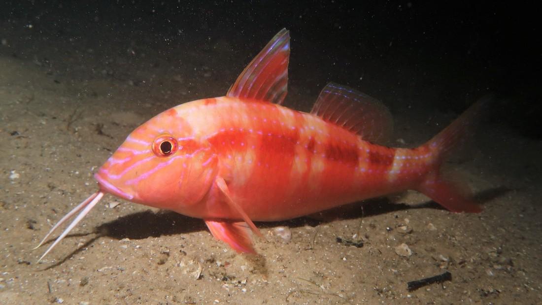 Farm_animals_Goatfish