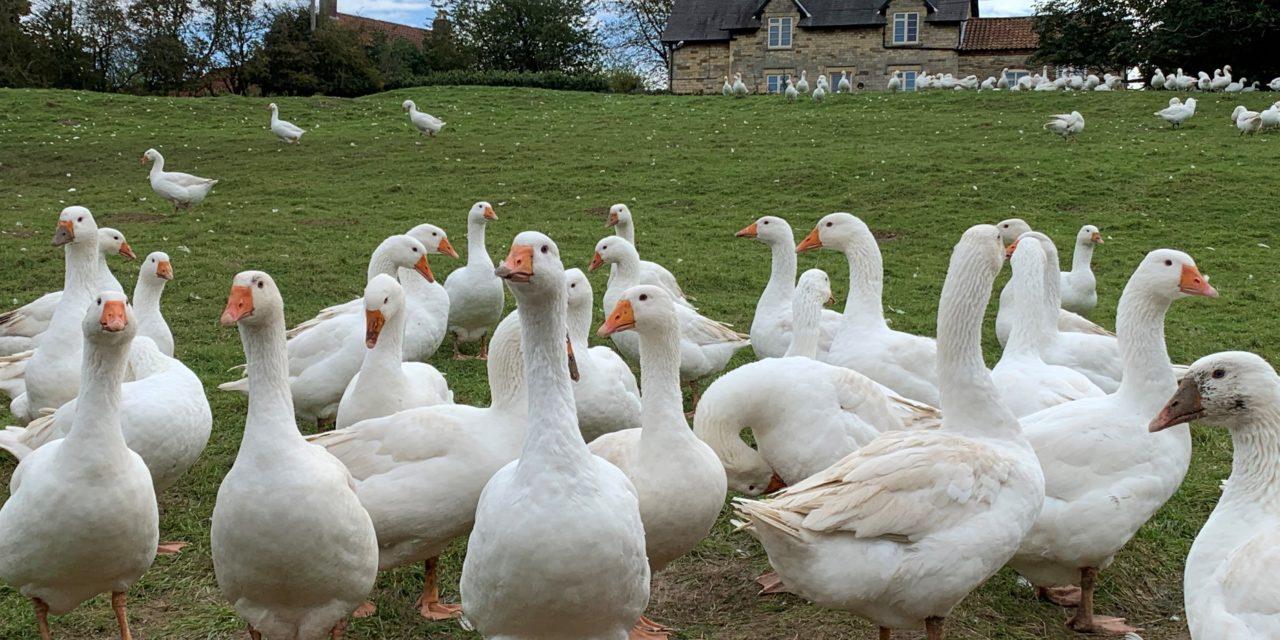 Farm_animals_Goose