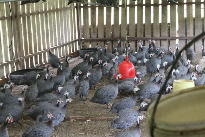 Farm_animals_Guinea_Fowl