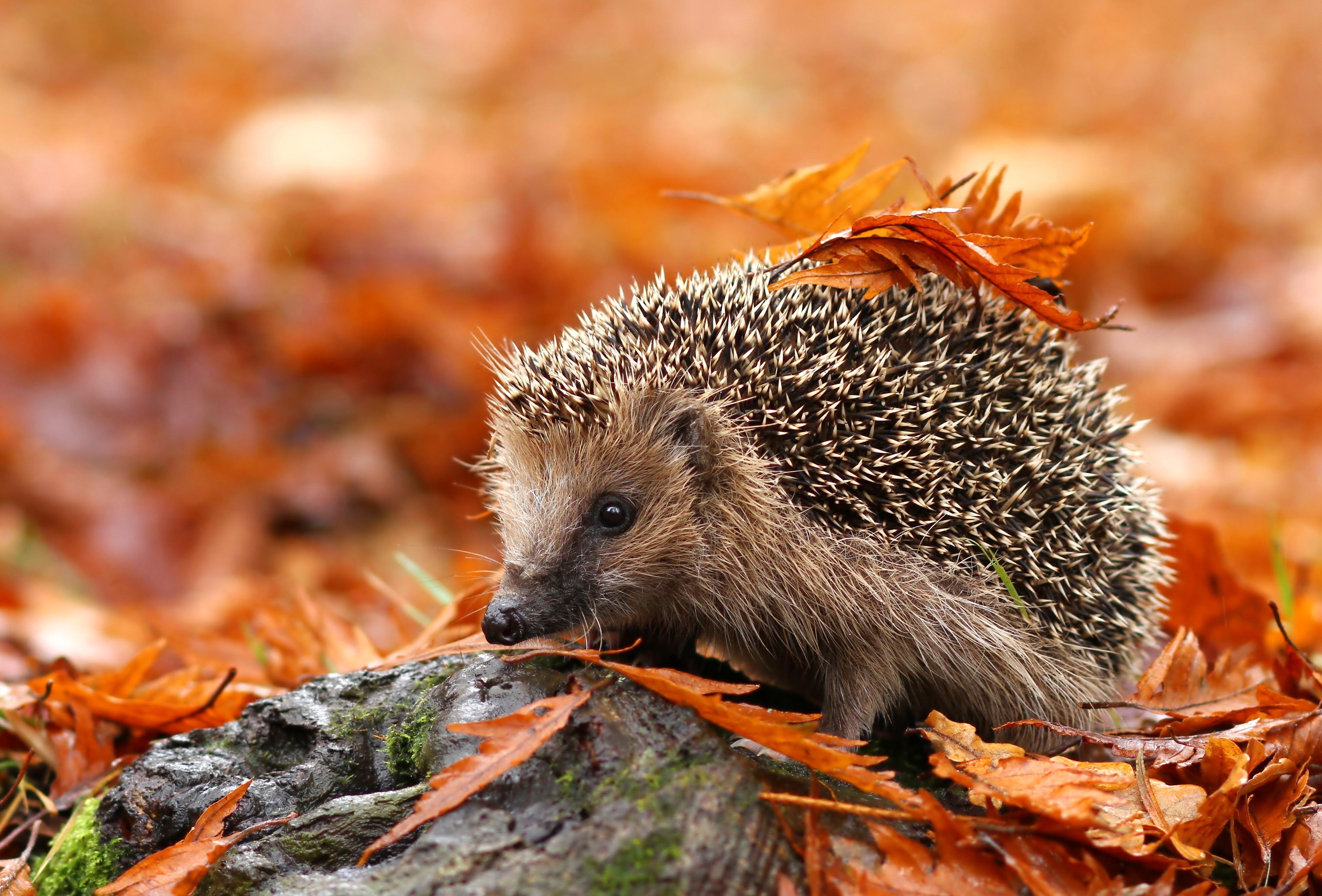 Farm_animals_Hedgehog