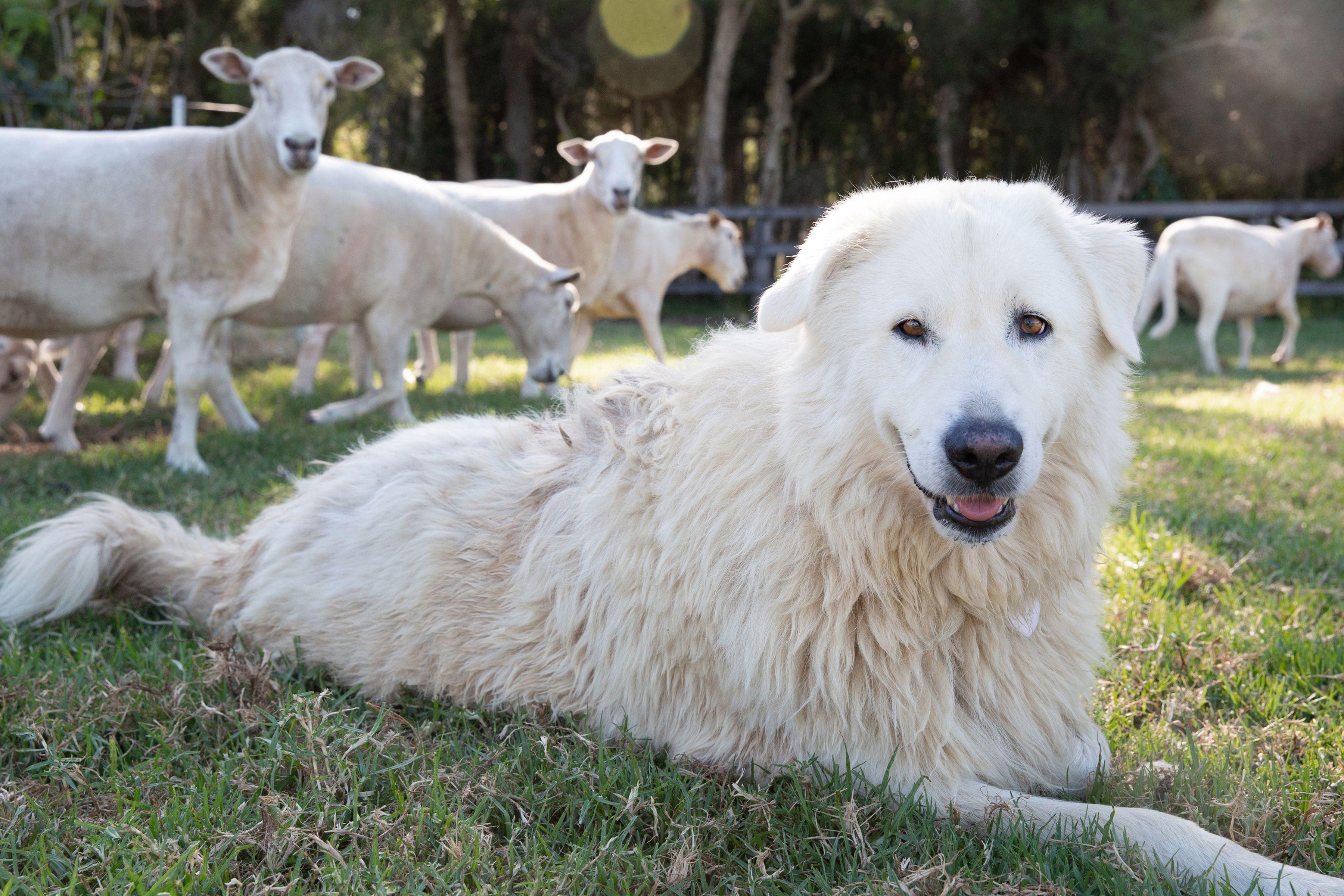 Farm_animals_Herding_Dog