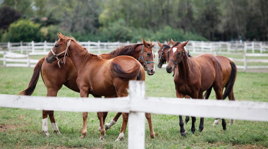 Farm_animals_Horse