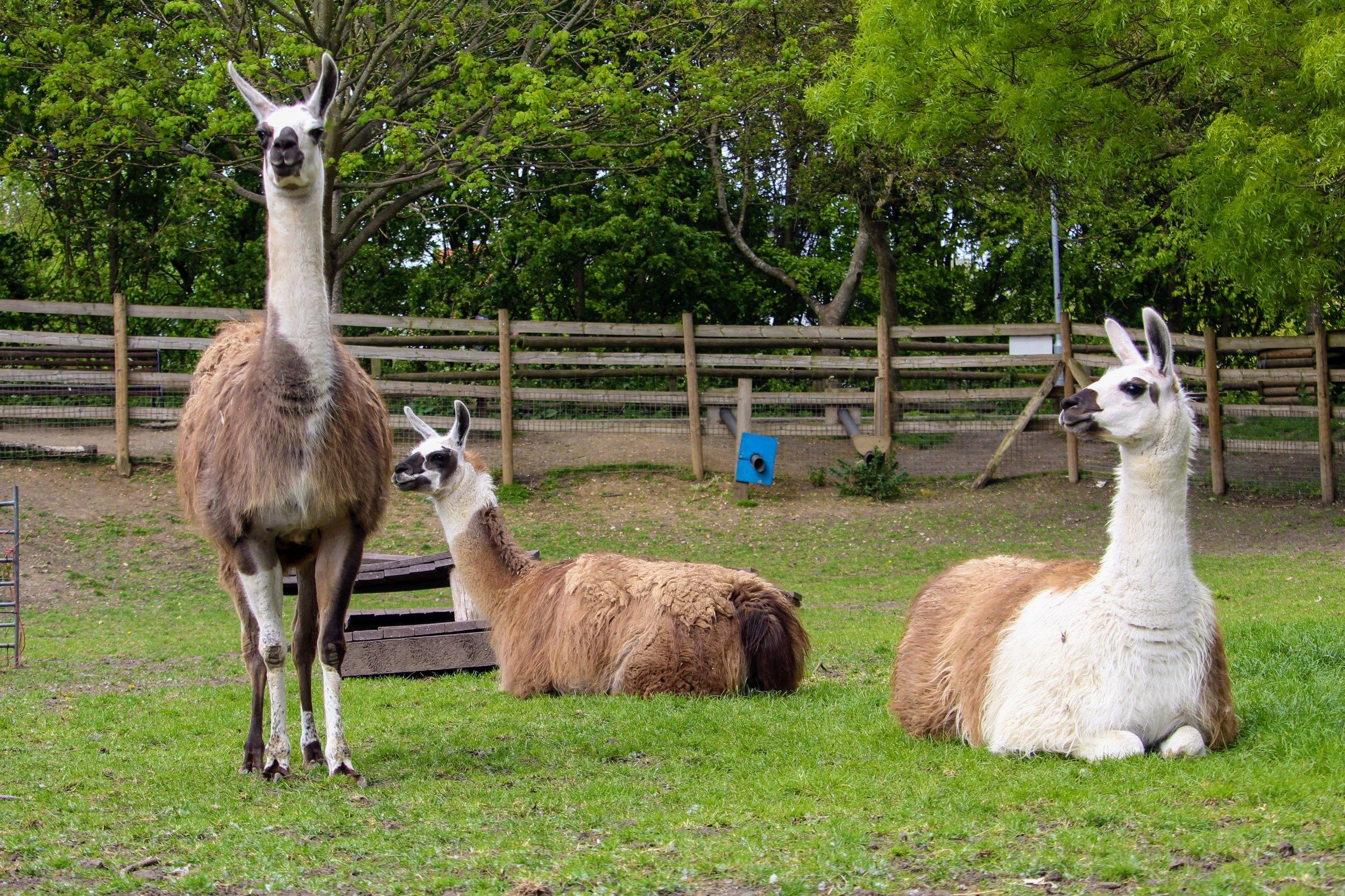 Farm_animals_Llama