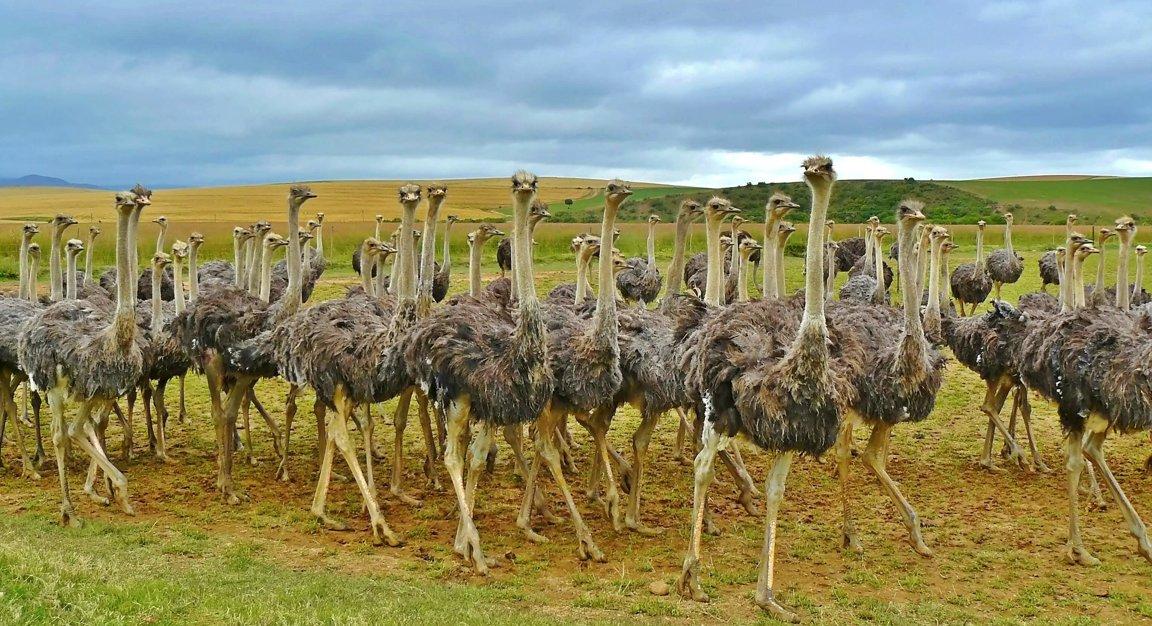 Farm_animals_Ostrich