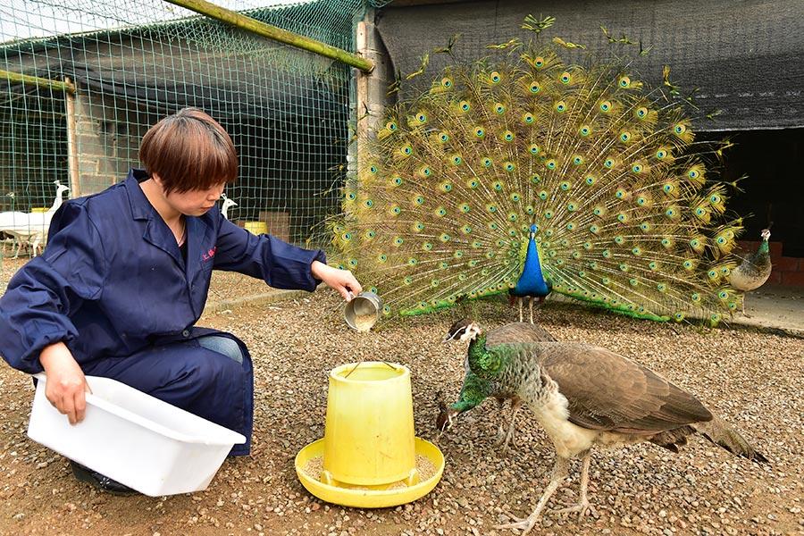 Farm_animals_Peacock