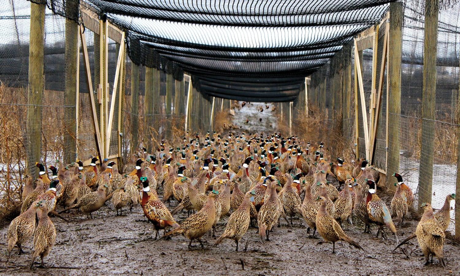 Farm_animals_Pheasant