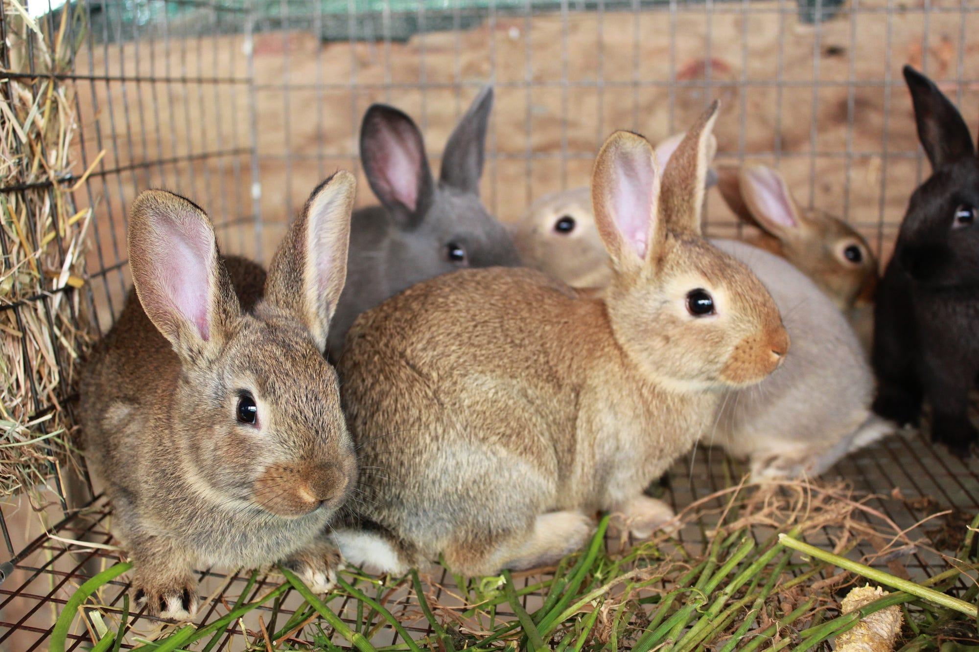 Farm_animals_Rabbit