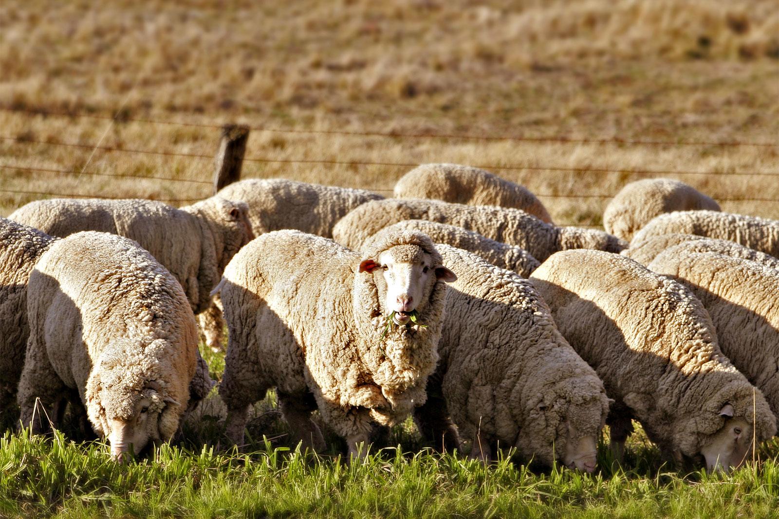 Farm_animals_Sheep