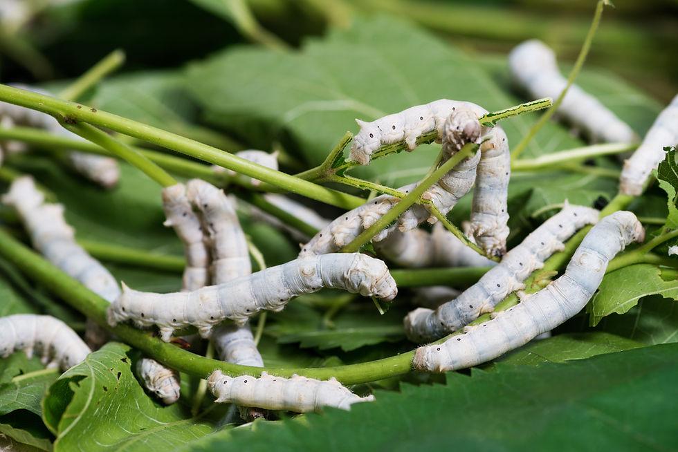 Farm_animals_Silkworm