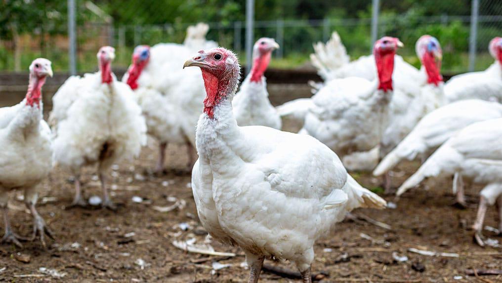 Farm_animals_Turkey