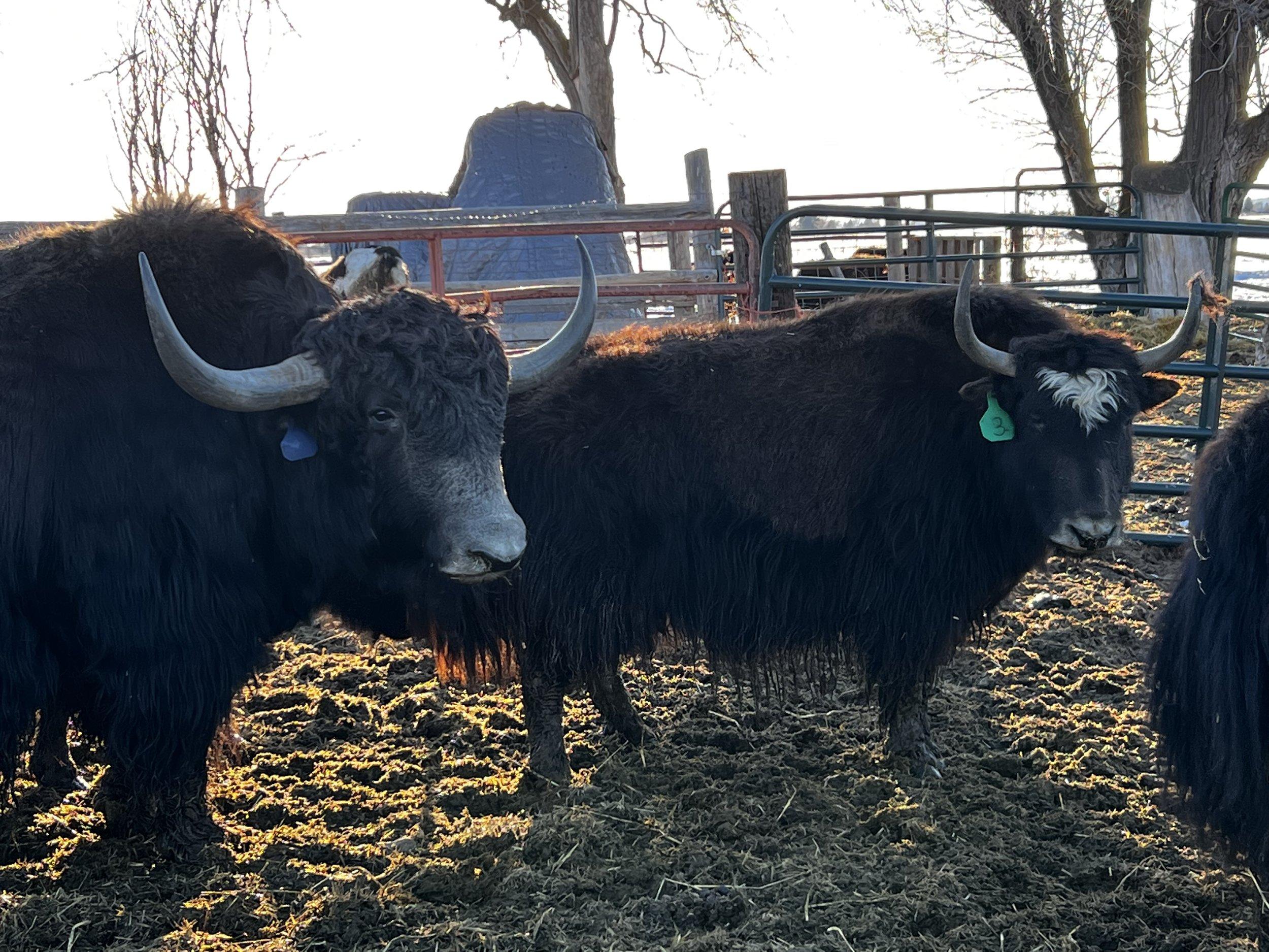 Farm_animals_Yak