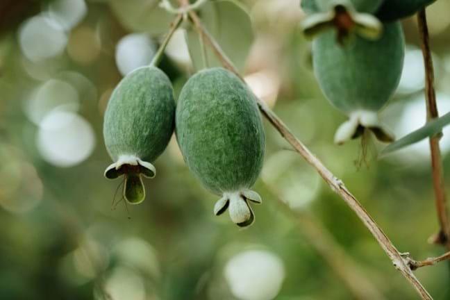 Feijoa