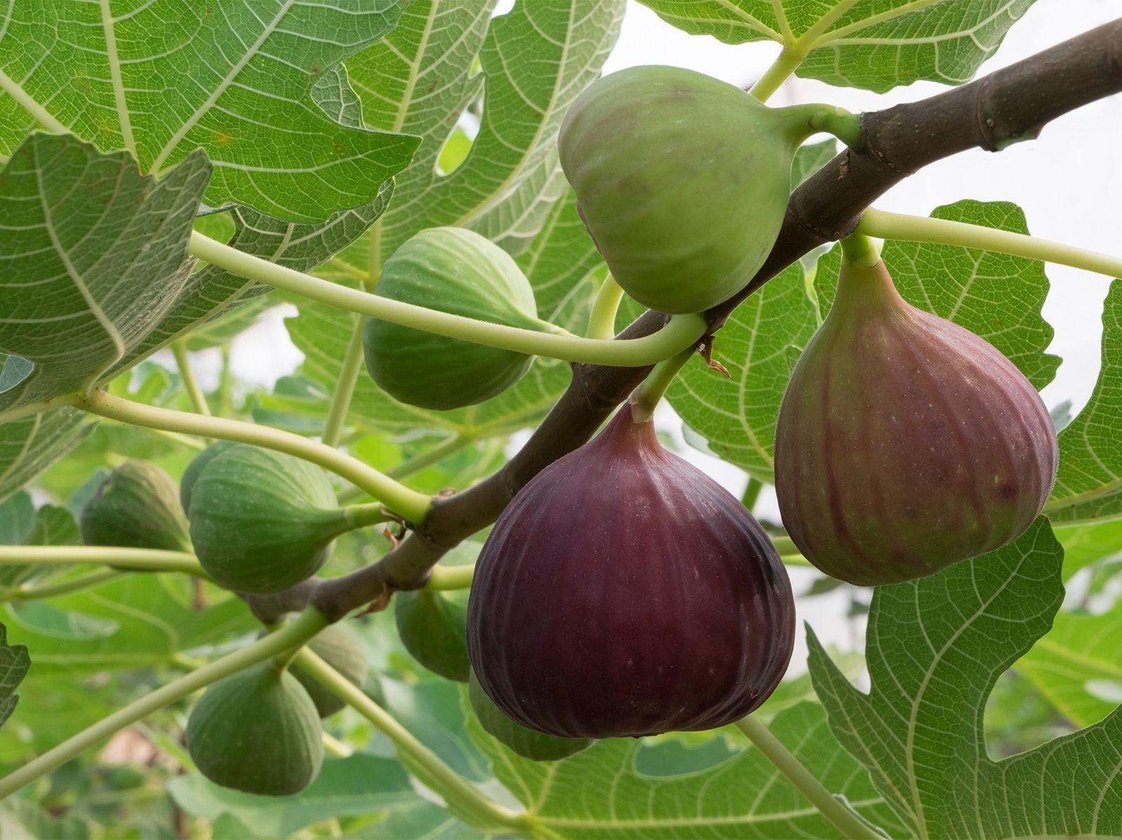 Figs