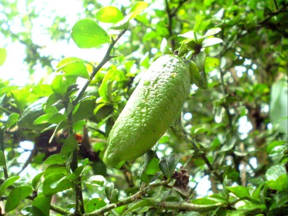 Finger_Lime