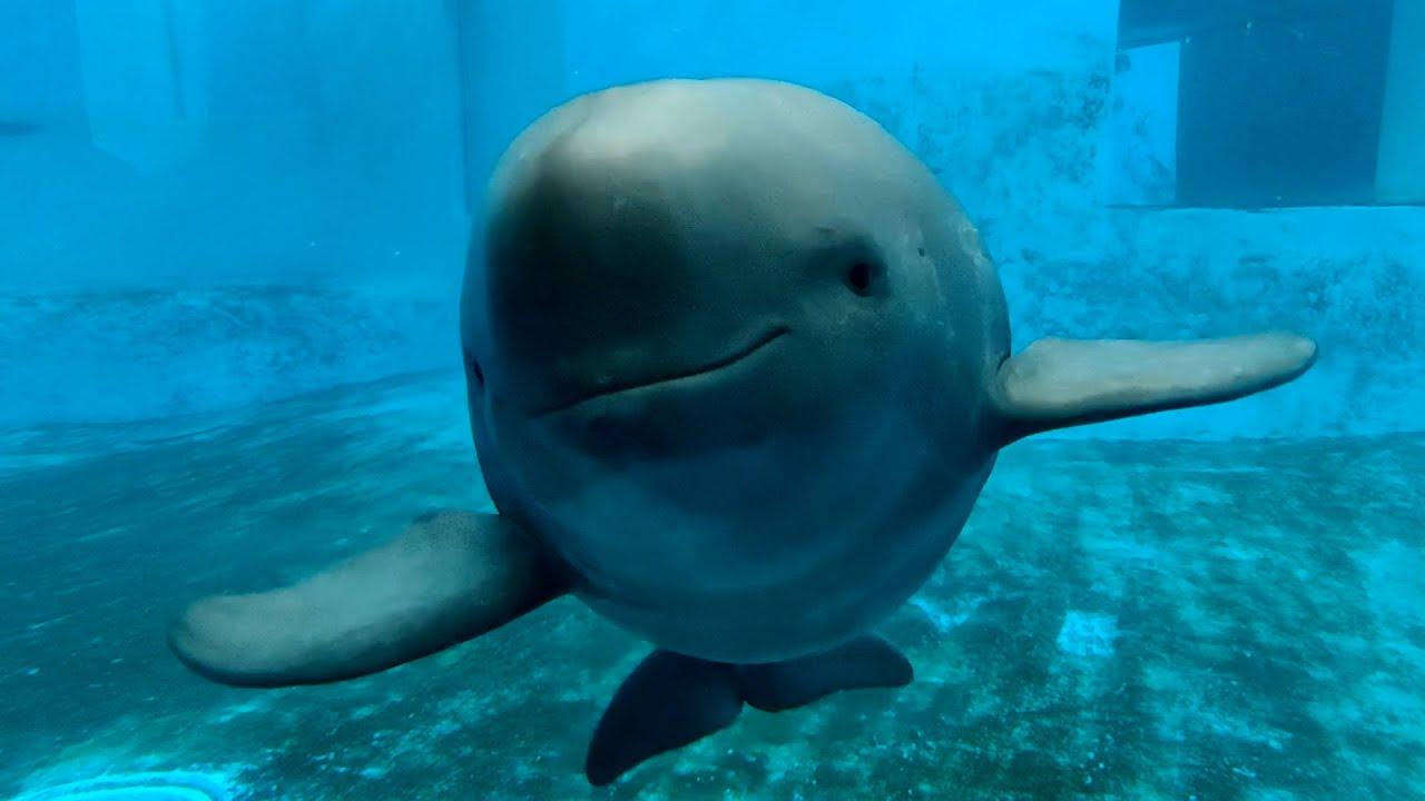 Finless_Porpoise