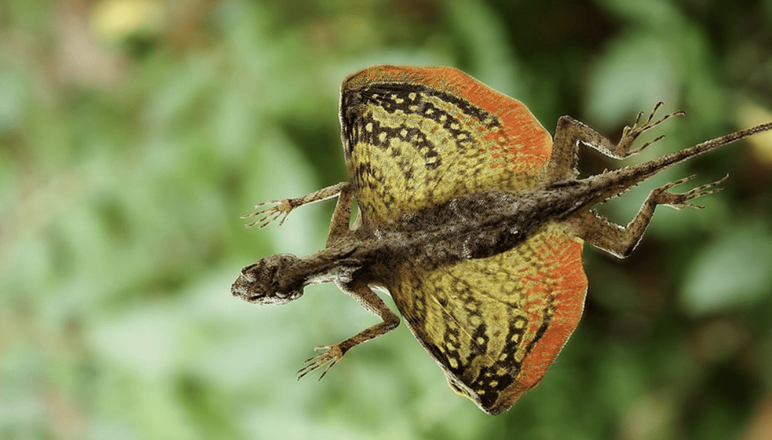 Flying_Lizard