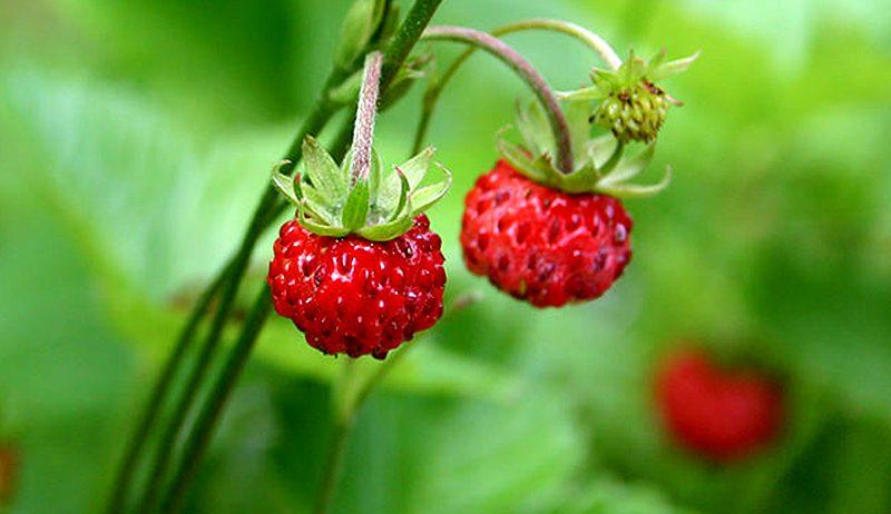 Forest_Strawberries