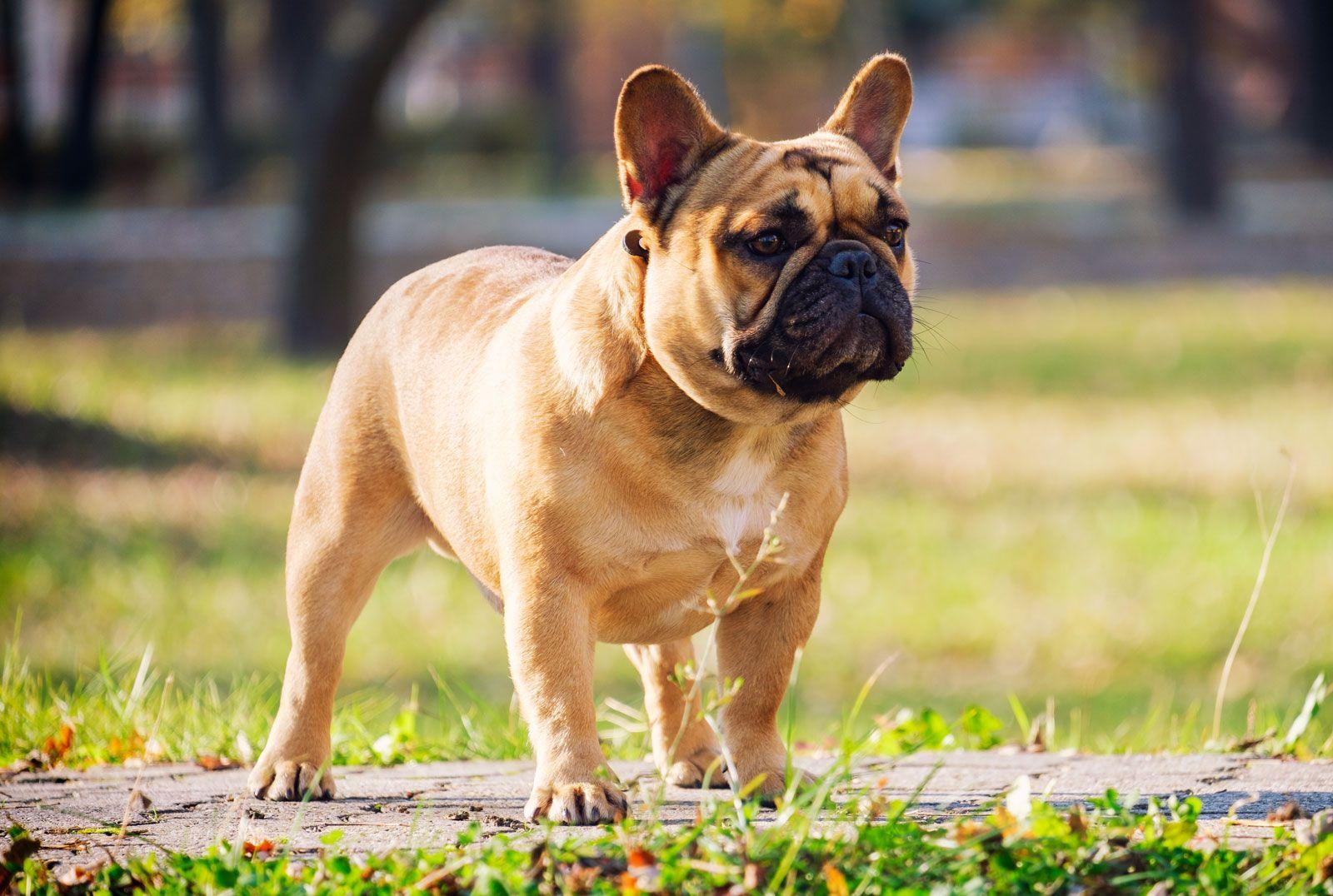 French_Bulldog