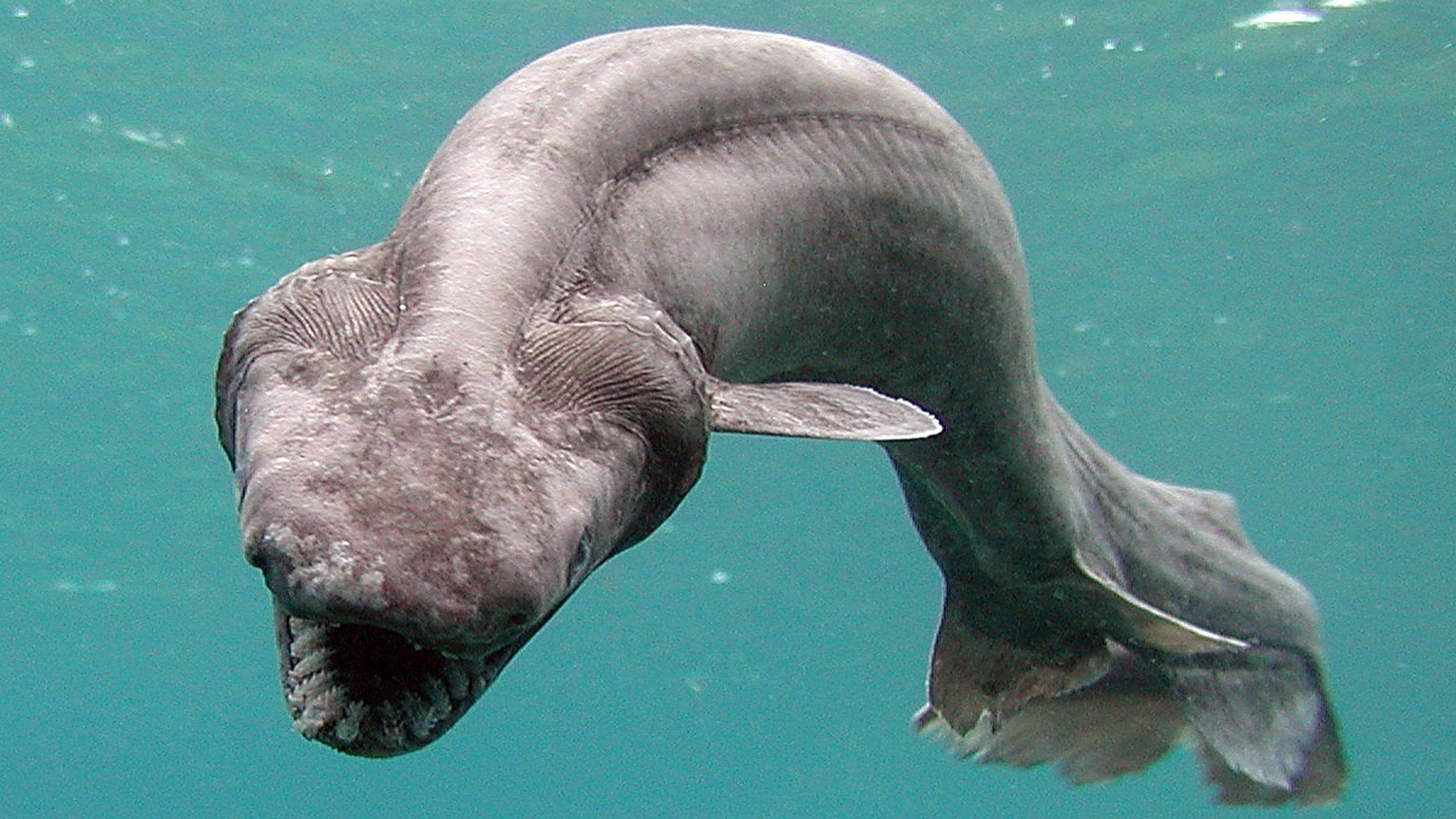 Frilled_Shark