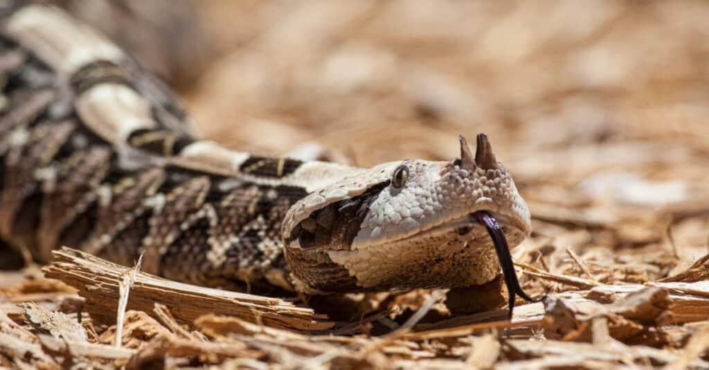 Gaboon_Viper