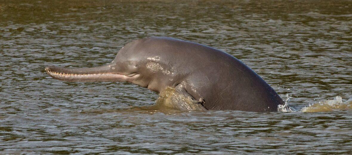 Ganges_River_Dolphin